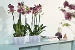 brussels orchidee duo 25cm transparant